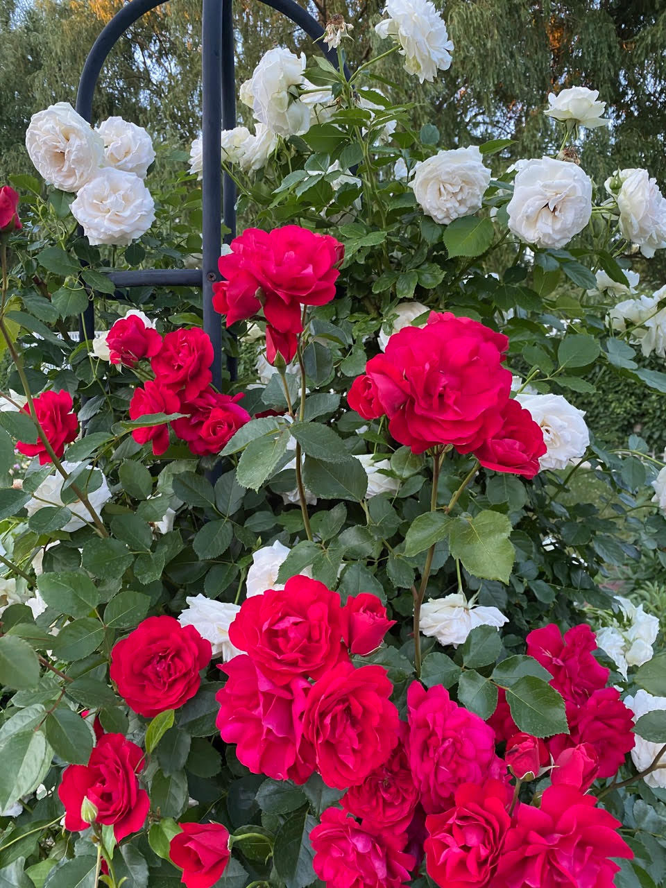Radiant Roses - Carolyne Roehm