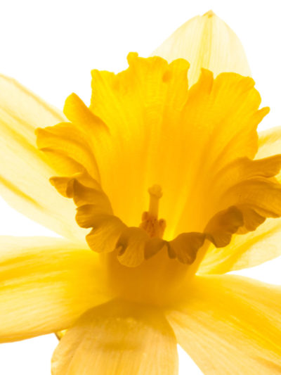 Daft about Daffodils | Carolyne Roehm